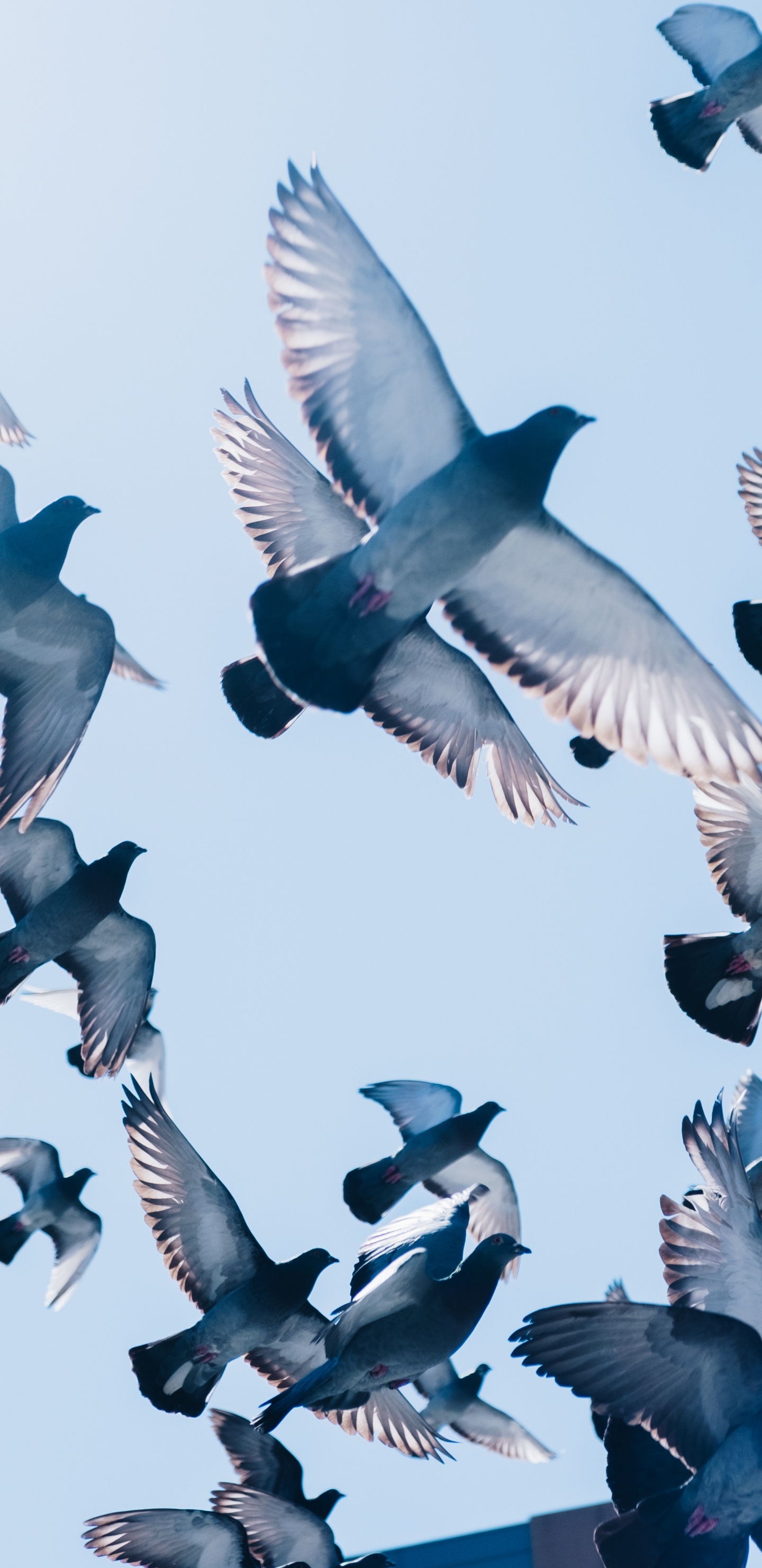 Vogelschwarm, Der Tagsüber Unter Blauem Himmel Fliegt. Wallpaper in 1440x2960 Resolution