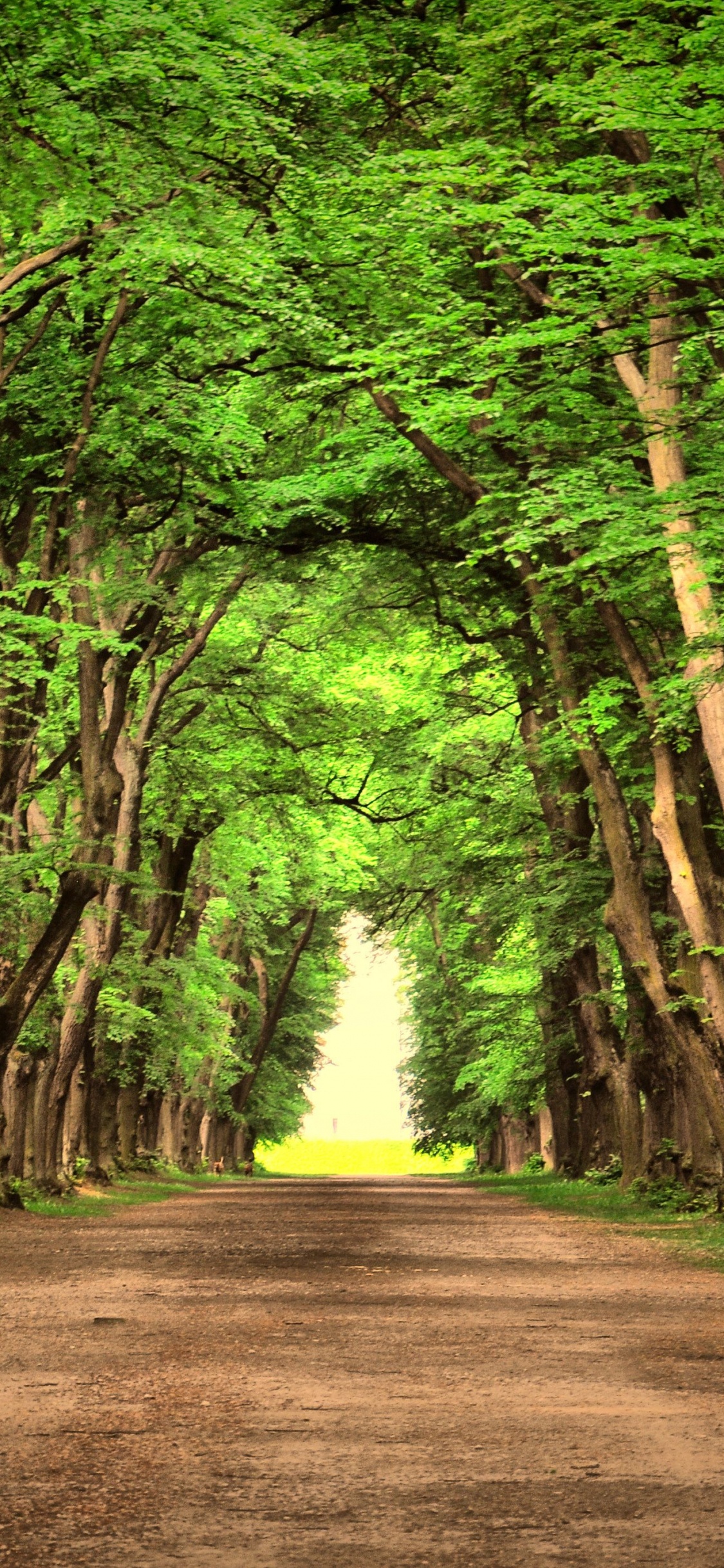 Brown Pathway Between Green Trees During Daytime. Wallpaper in 1125x2436 Resolution