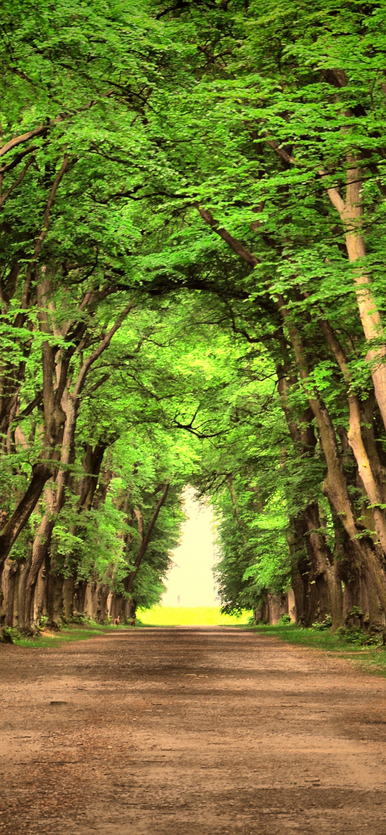 Brown Pathway Between Green Trees During Daytime. Wallpaper in 1242x2688 Resolution