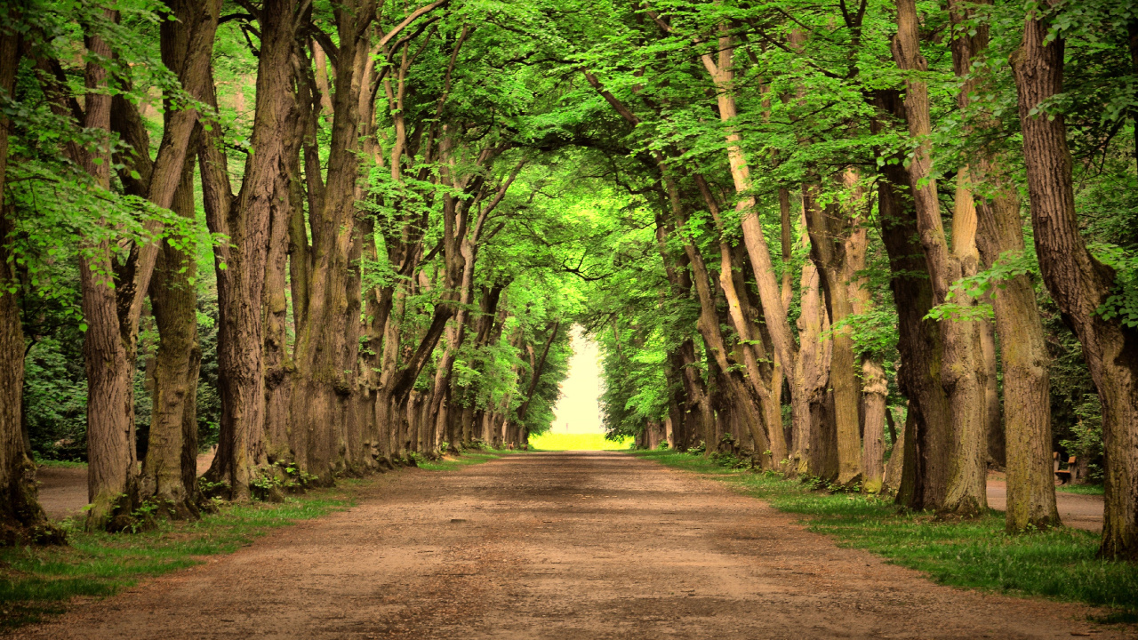 Brown Pathway Between Green Trees During Daytime. Wallpaper in 1280x720 Resolution