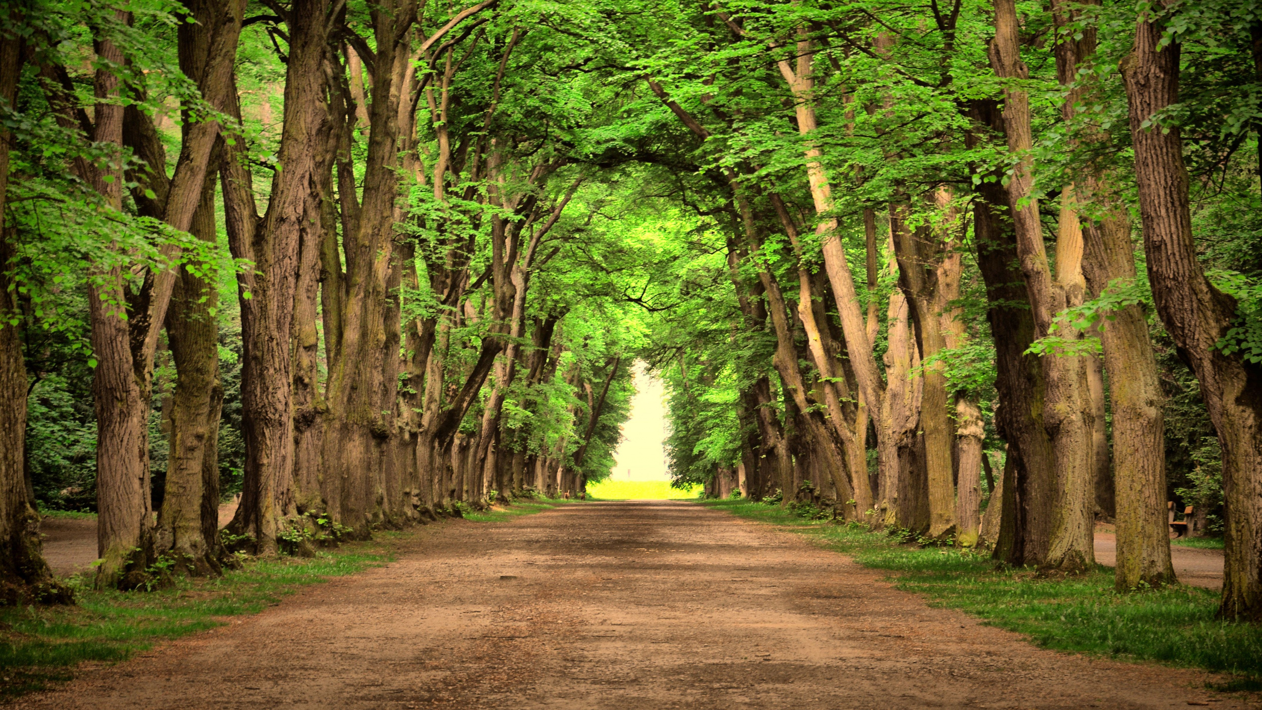 Camino Marrón Entre Árboles Verdes Durante el Día. Wallpaper in 2560x1440 Resolution