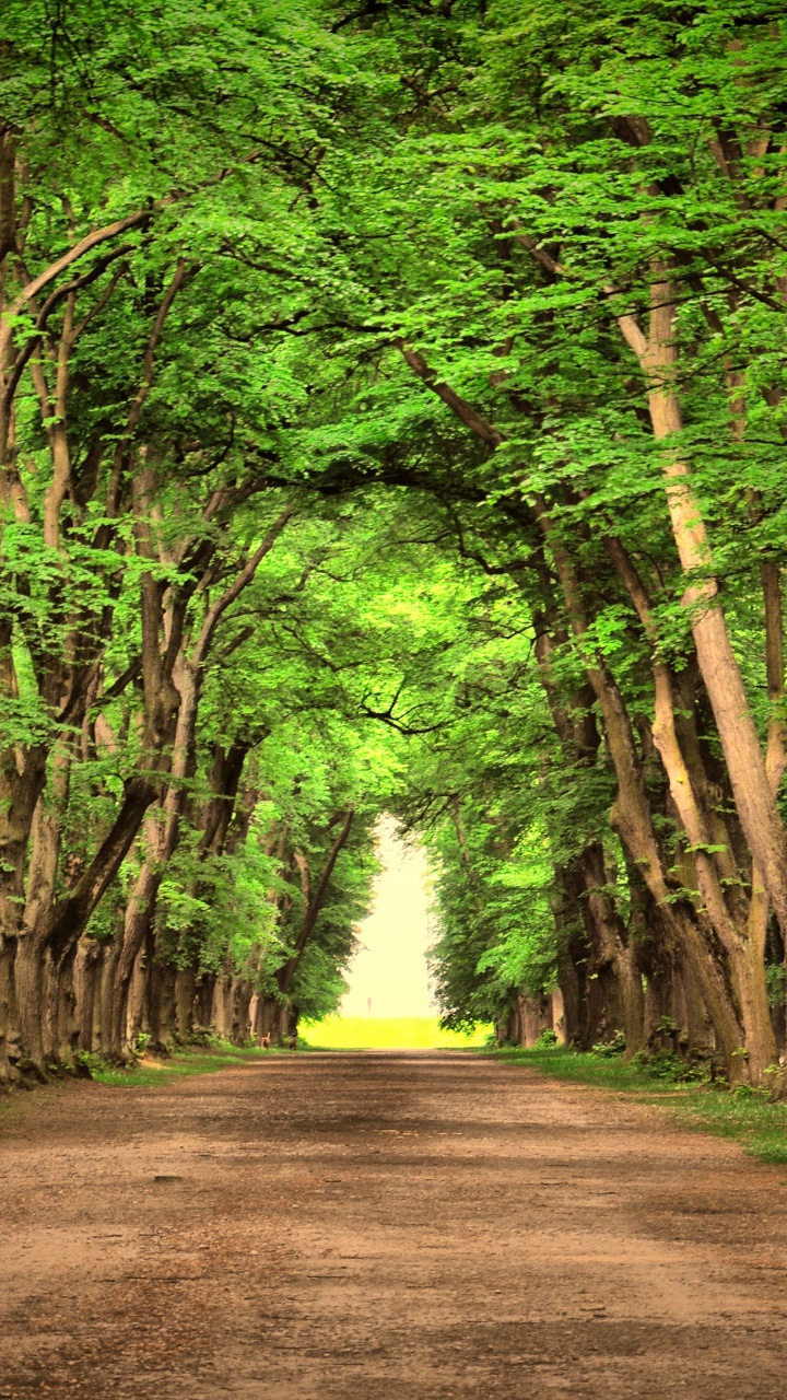 Camino Marrón Entre Árboles Verdes Durante el Día. Wallpaper in 720x1280 Resolution