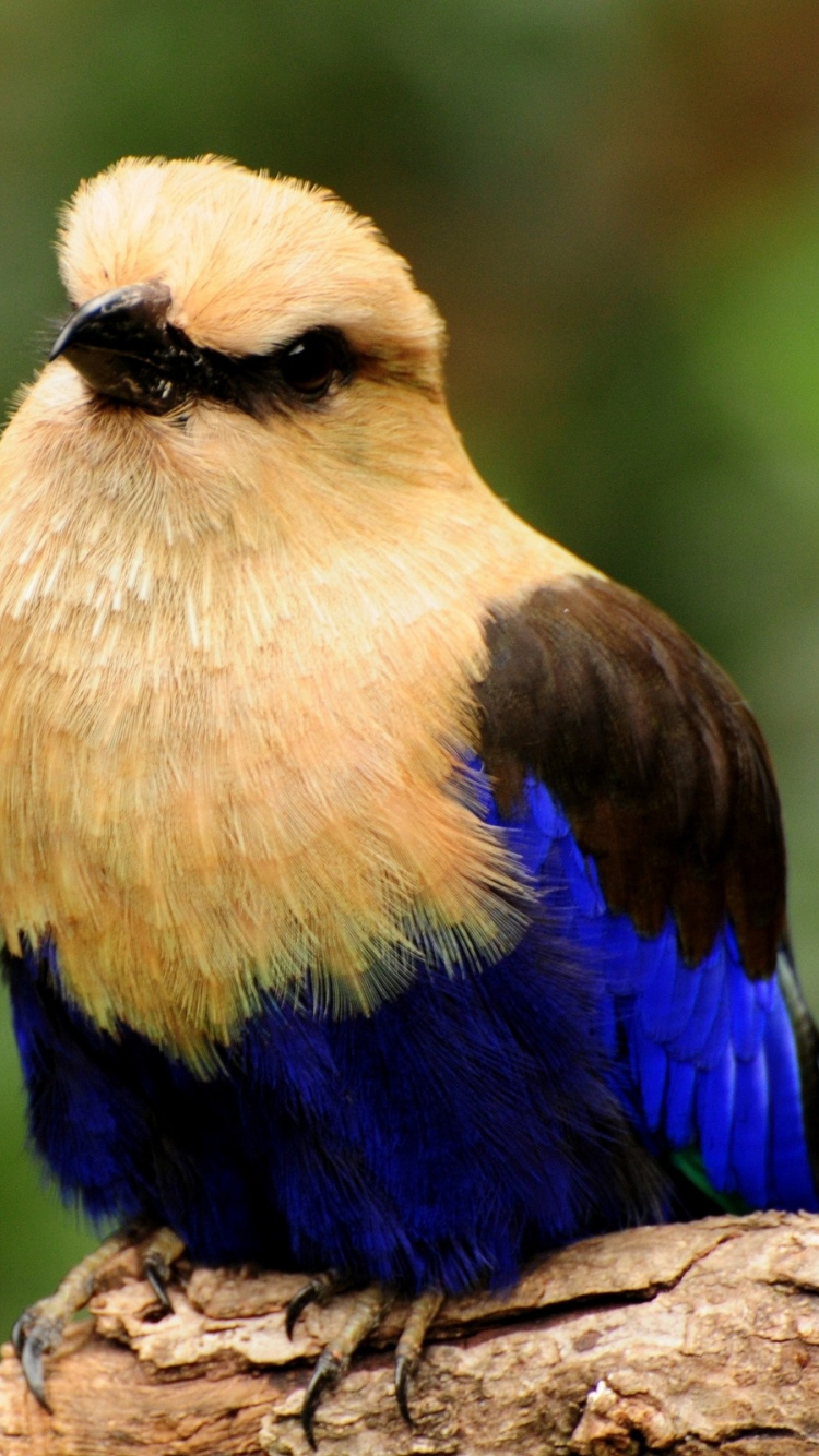 Blauer Gelber Und Brauner Vogel Auf Braunem Ast. Wallpaper in 750x1334 Resolution