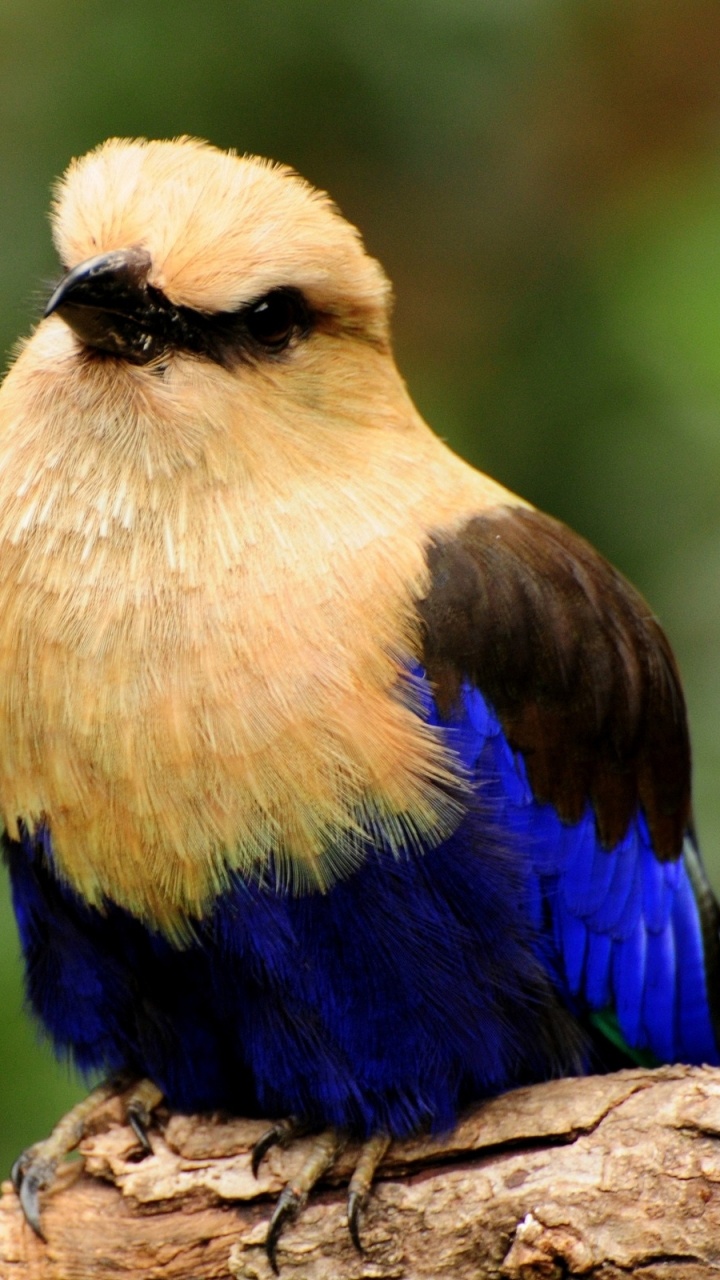 Blue Yellow and Brown Bird on Brown Tree Branch. Wallpaper in 720x1280 Resolution