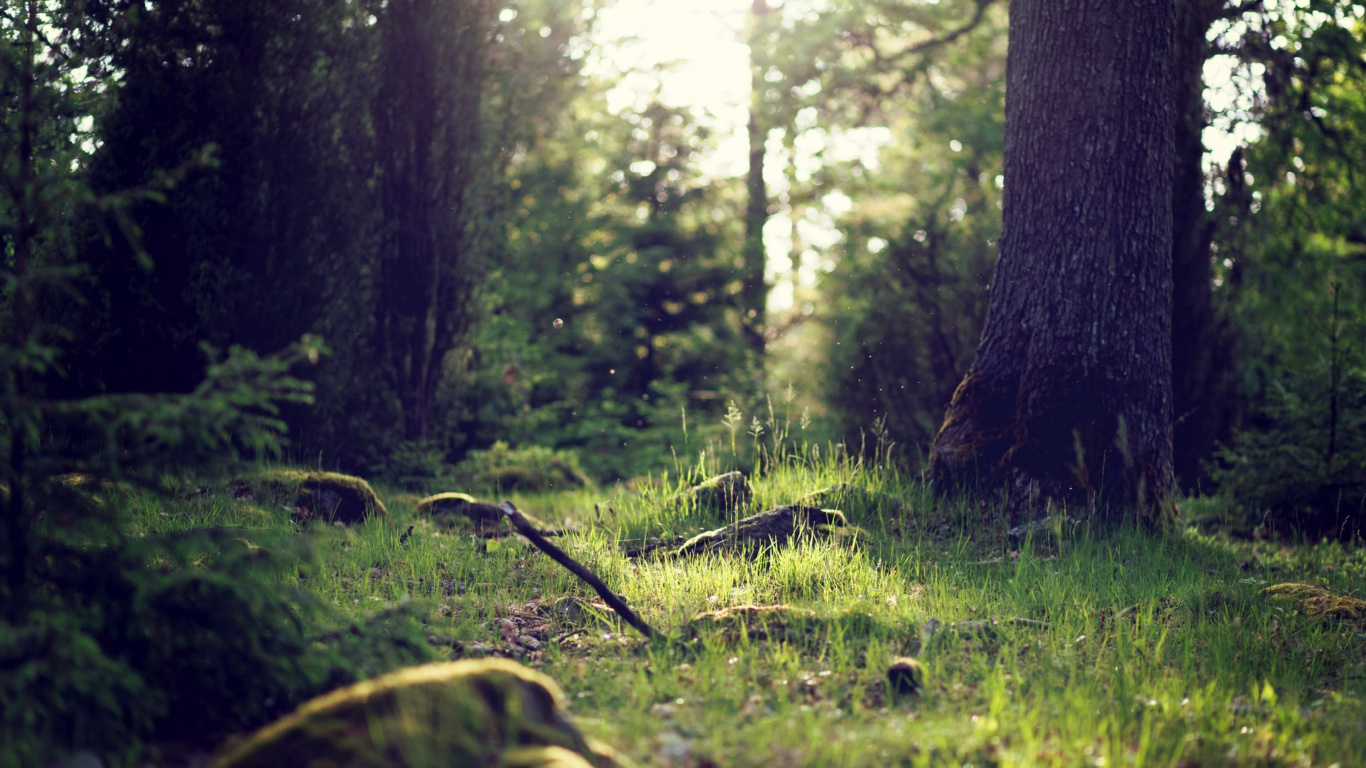 Green Grass Field and Brown Tree Trunk. Wallpaper in 1366x768 Resolution