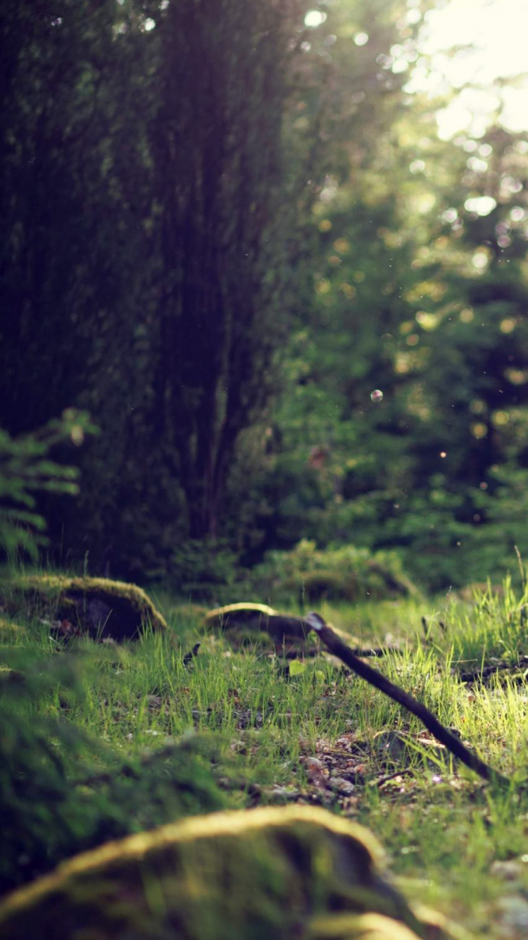 Champ D'herbe Verte et Tronc D'arbre Brun. Wallpaper in 750x1334 Resolution