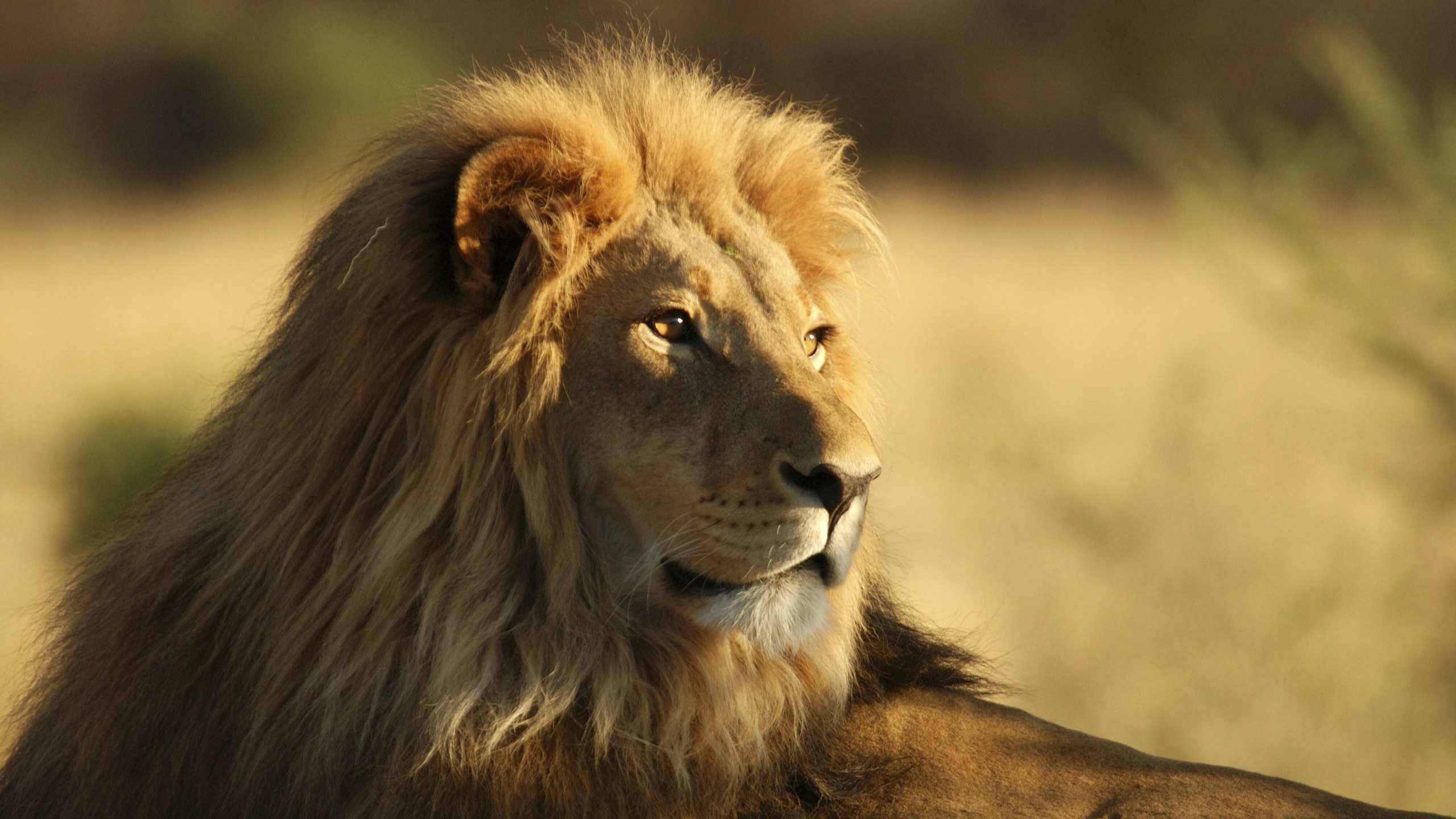 Brown Lion in Close up Photography During Daytime. Wallpaper in 2560x1440 Resolution