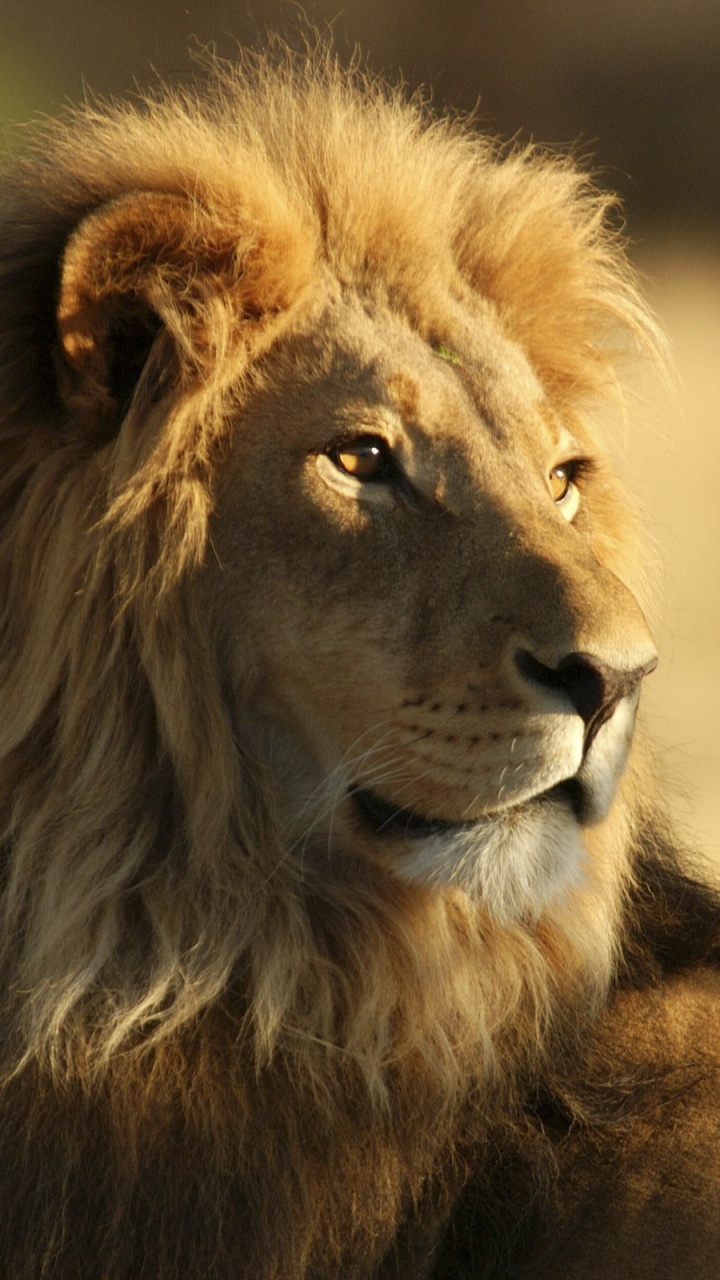 Lion Brun en Photographie Rapprochée Pendant la Journée. Wallpaper in 720x1280 Resolution