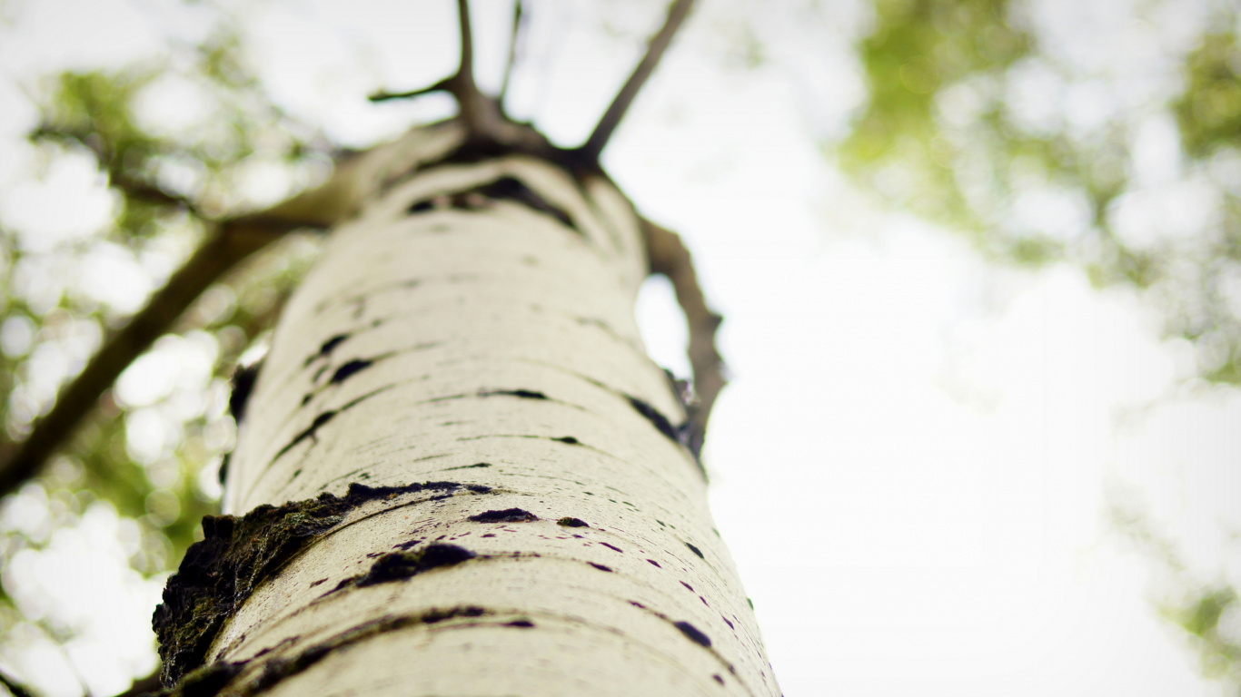 Low Angle Photography of Brown Tree Trunk. Wallpaper in 1366x768 Resolution