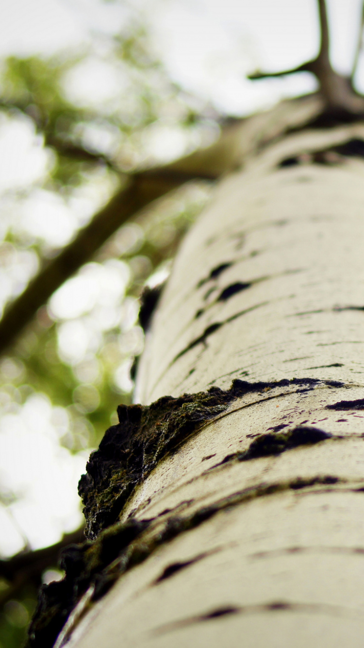 Fotografía de Ángulo Bajo Del Tronco de un Árbol Marrón. Wallpaper in 750x1334 Resolution