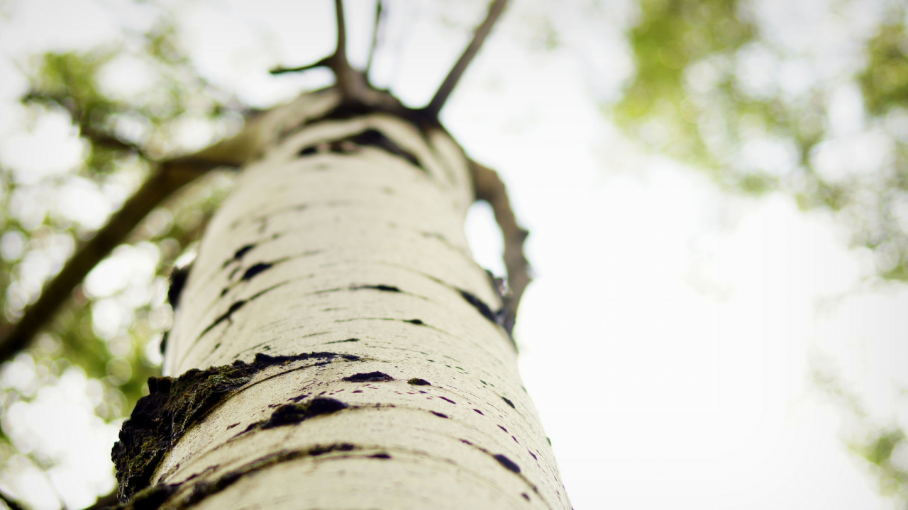 Photographie à Faible Angle de Tronc D'arbre Brun. Wallpaper in 1280x720 Resolution