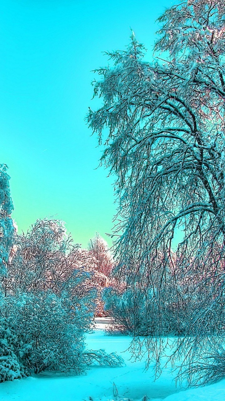 Trees Covered With Snow During Daytime. Wallpaper in 720x1280 Resolution