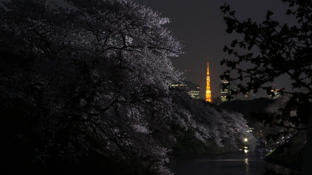 Árboles Cerca Del Cuerpo de Agua Durante la Noche. Wallpaper in 1280x720 Resolution