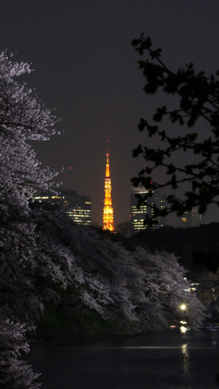 Árboles Cerca Del Cuerpo de Agua Durante la Noche. Wallpaper in 750x1334 Resolution