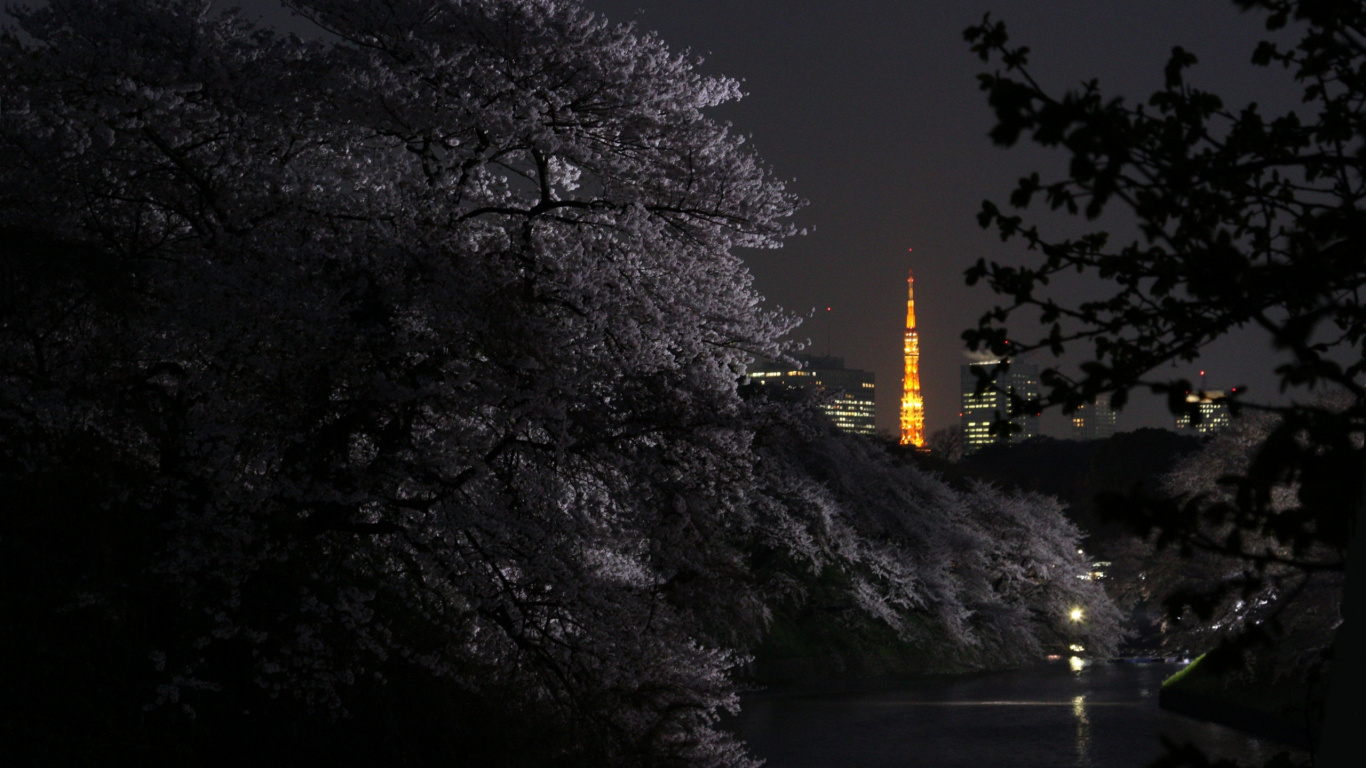 Arbres Près du Plan D'eau Pendant la Nuit. Wallpaper in 1366x768 Resolution