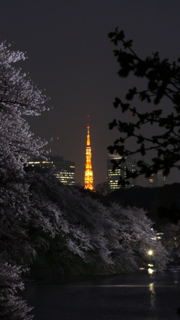 Arbres Près du Plan D'eau Pendant la Nuit. Wallpaper in 720x1280 Resolution