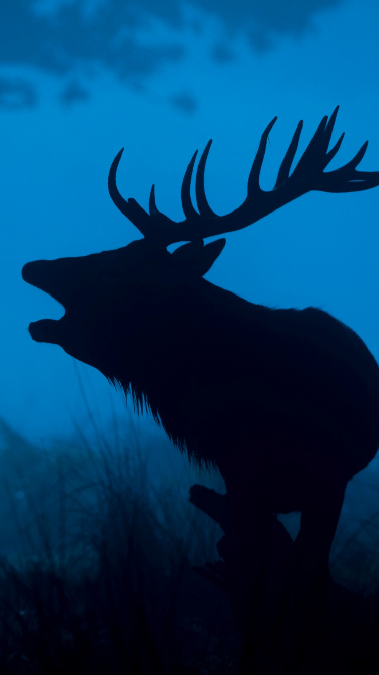 Cerf Brun Sur L'herbe Verte Pendant la Journée. Wallpaper in 750x1334 Resolution