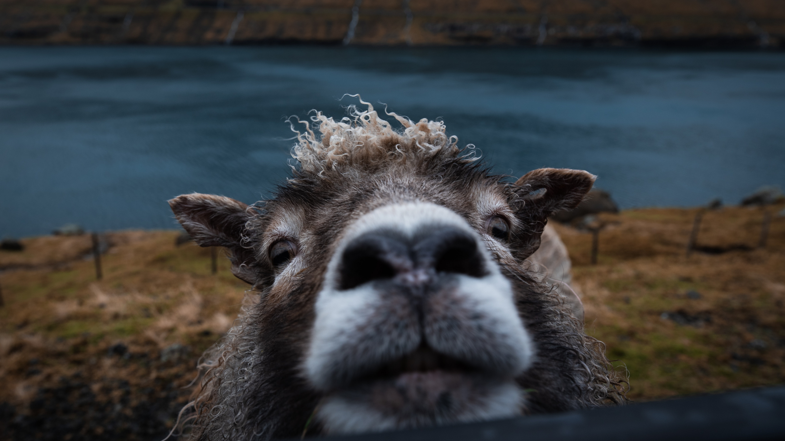 Animal Brun et Blanc Allongé Sur un Champ D'herbe Brune Pendant la Journée. Wallpaper in 2560x1440 Resolution
