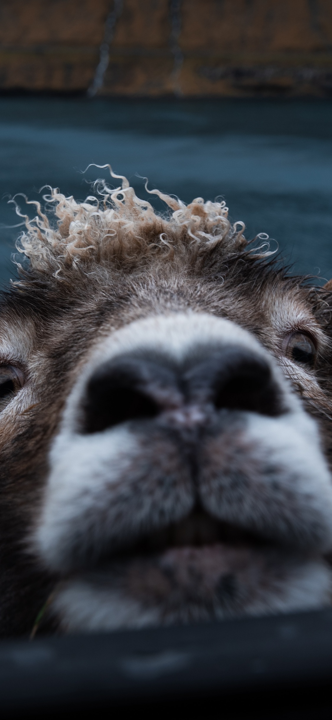 Animal Marrón y Blanco Acostado en el Campo de Hierba Marrón Durante el Día. Wallpaper in 1125x2436 Resolution