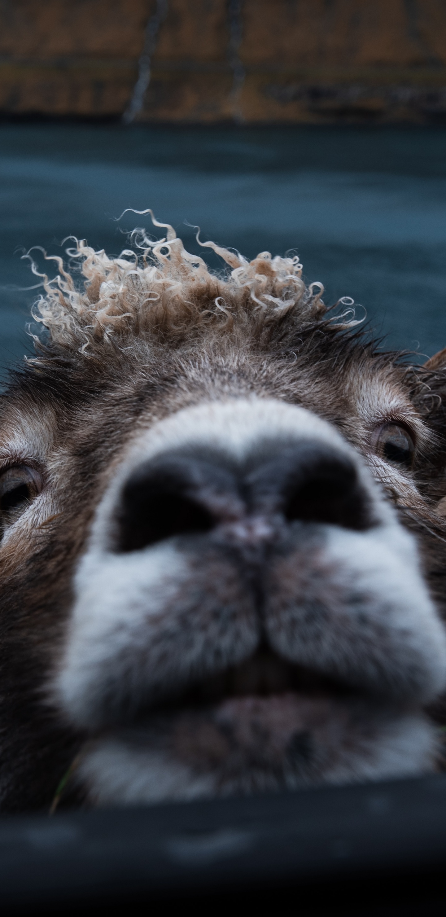 野生动物, 陆地动物, 动物园, 骆驼 壁纸 1440x2960 允许