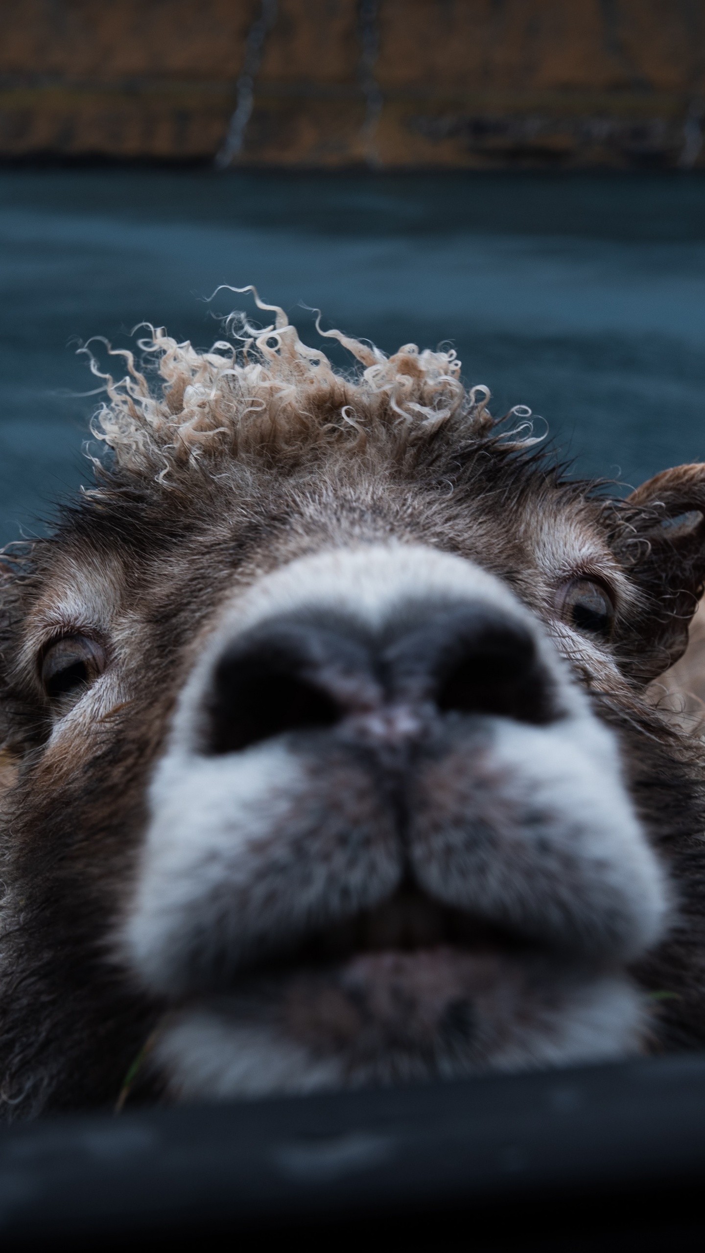 Braunes Und Weißes Tier, Das Tagsüber Auf Einer Braunen Wiese Liegt. Wallpaper in 1440x2560 Resolution