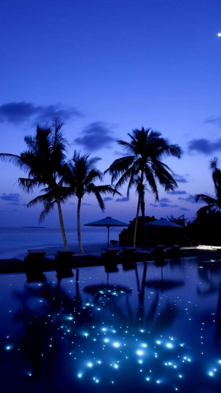 Palm Trees Near Body of Water During Night Time. Wallpaper in 720x1280 Resolution