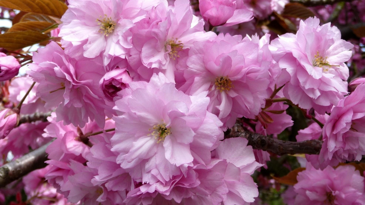 Pink and White Flowers During Daytime. Wallpaper in 1280x720 Resolution