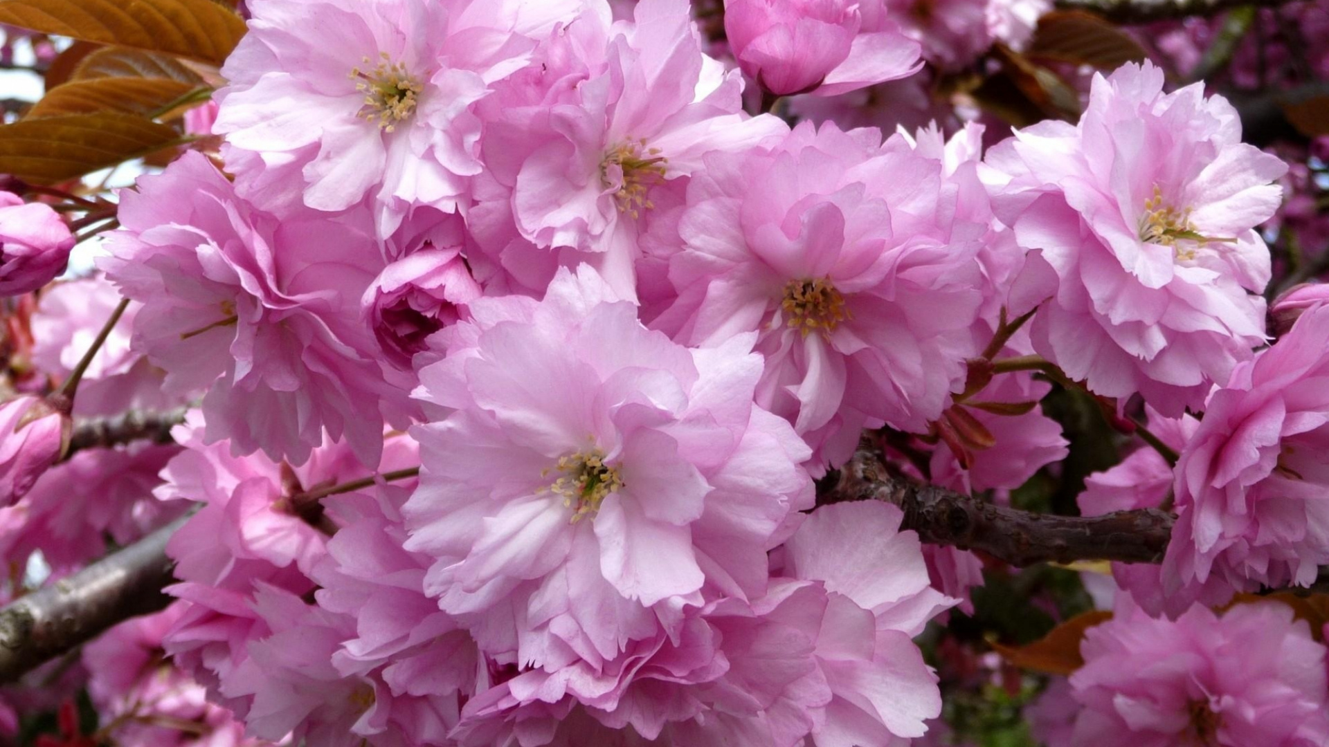 Pink and White Flowers During Daytime. Wallpaper in 1920x1080 Resolution