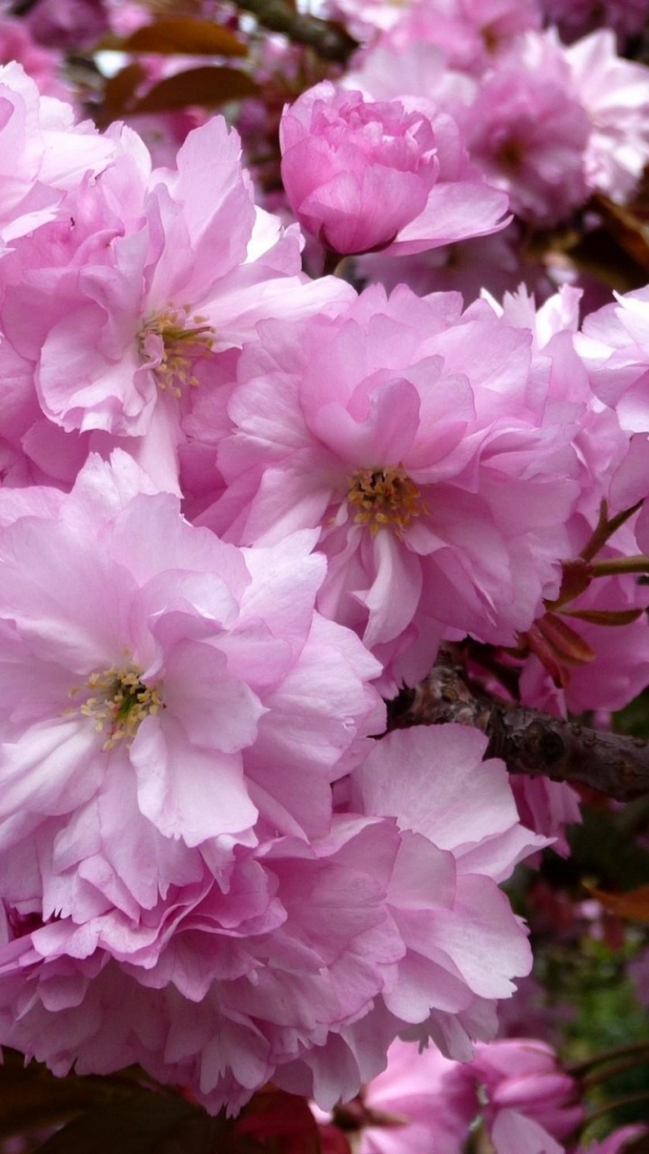 Pink and White Flowers During Daytime. Wallpaper in 720x1280 Resolution