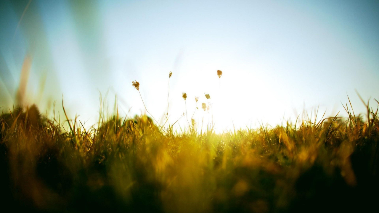 Green Grass Field During Daytime. Wallpaper in 1280x720 Resolution