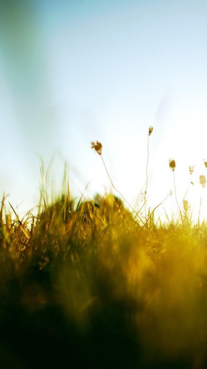 Green Grass Field During Daytime. Wallpaper in 720x1280 Resolution