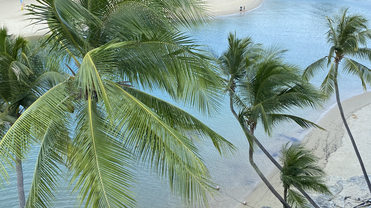 Vegetation, Palm Trees, Beach, Caribbean, Biology. Wallpaper in 1280x720 Resolution