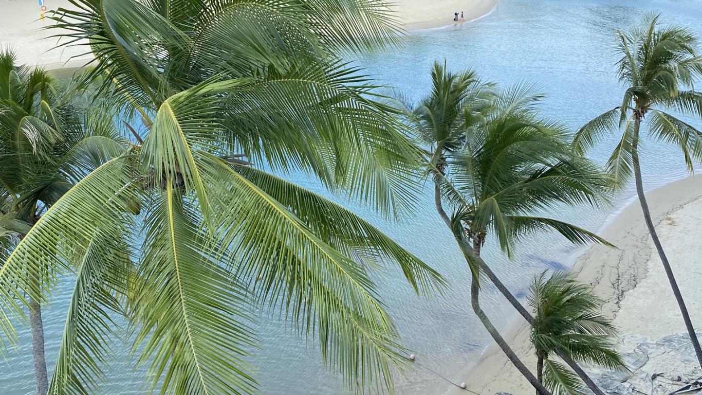Vegetation, Palm Trees, Beach, Caribbean, Biology. Wallpaper in 1366x768 Resolution