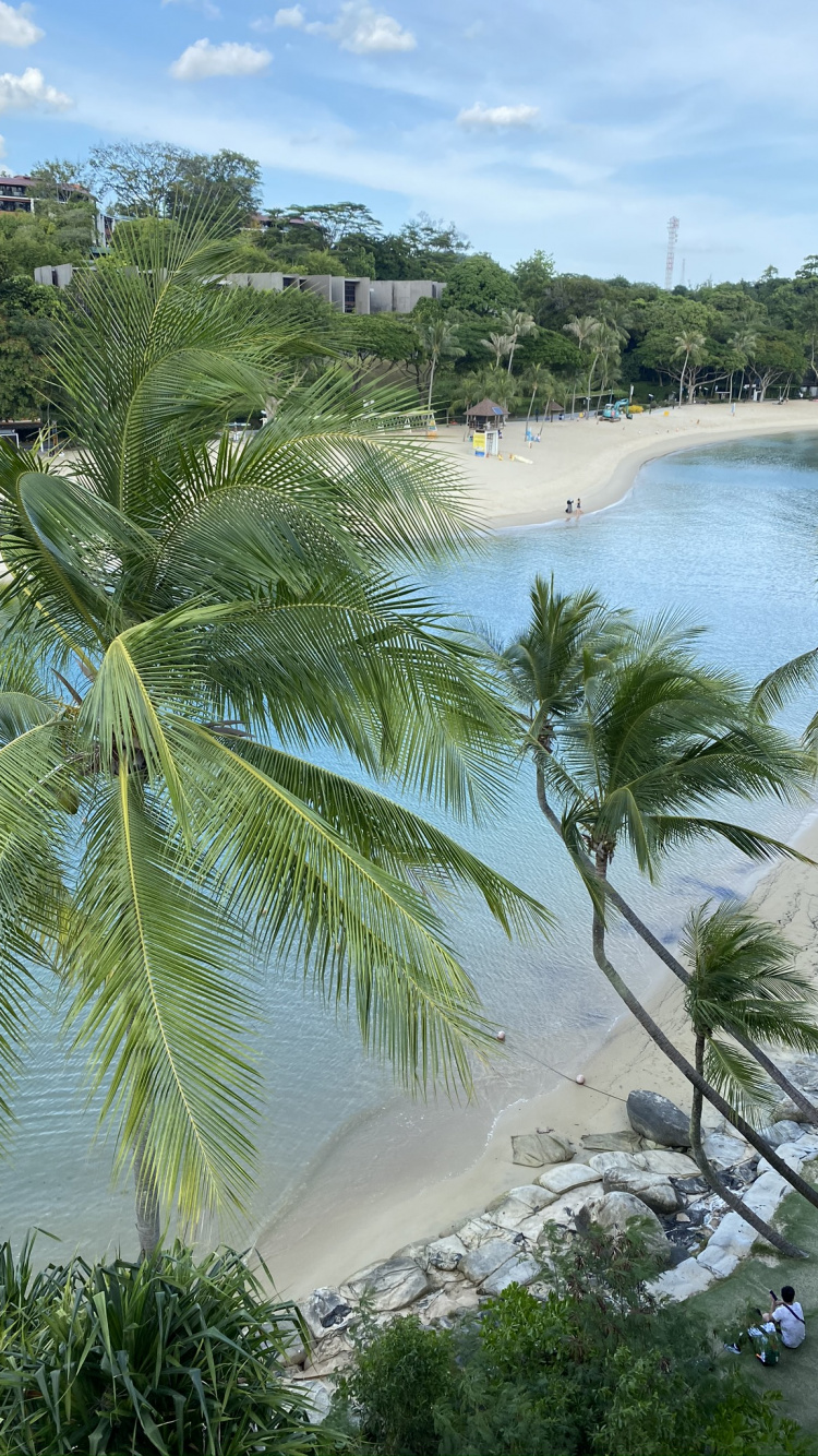 Vegetation, Palm Trees, Beach, Caribbean, Biology. Wallpaper in 750x1334 Resolution