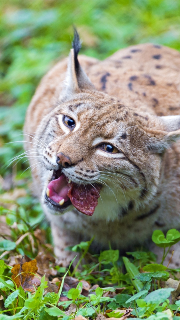 Braune Und Schwarze Katze Auf Grünem Gras Tagsüber. Wallpaper in 720x1280 Resolution