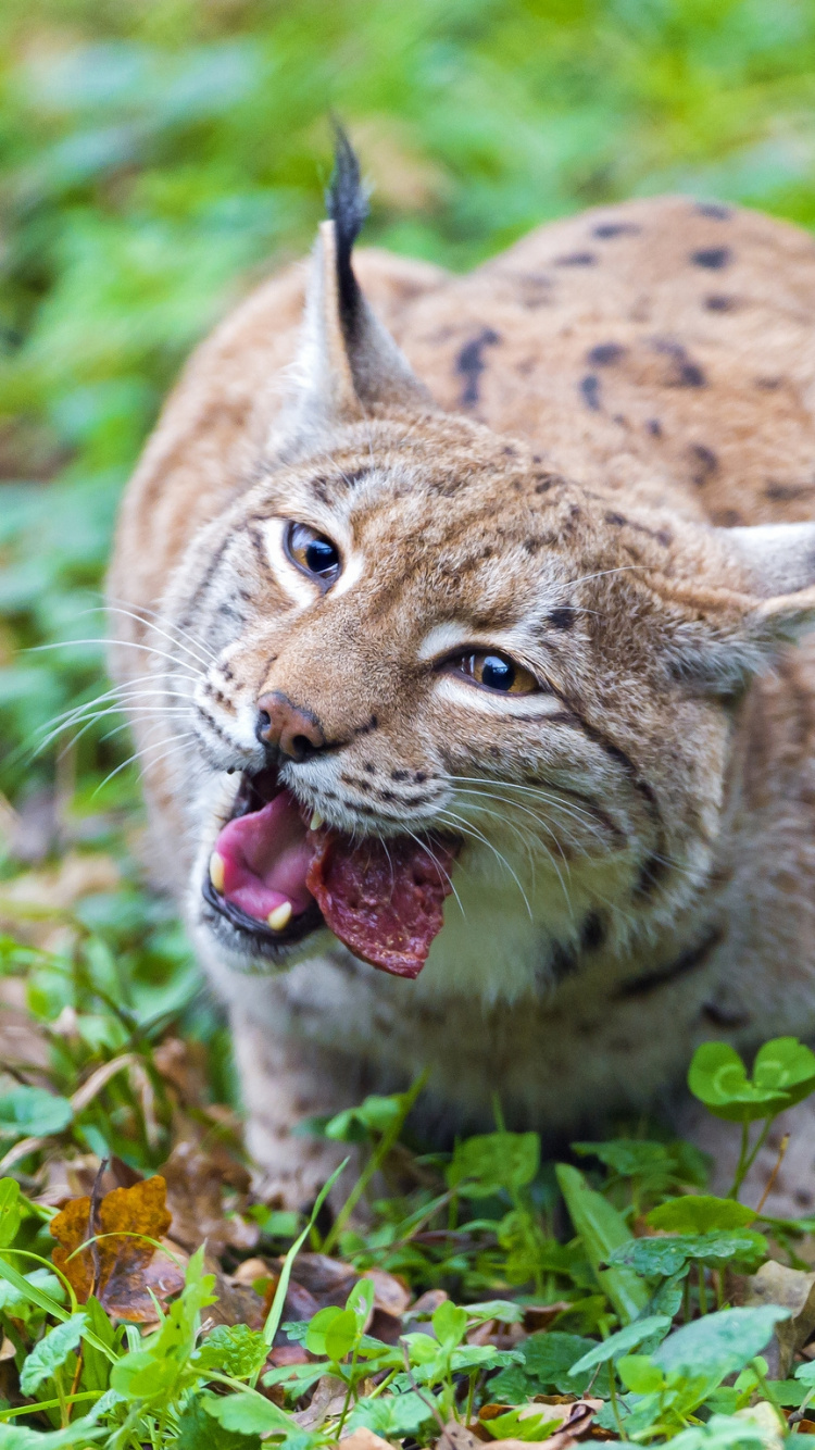Chat Brun et Noir Sur L'herbe Verte Pendant la Journée. Wallpaper in 750x1334 Resolution