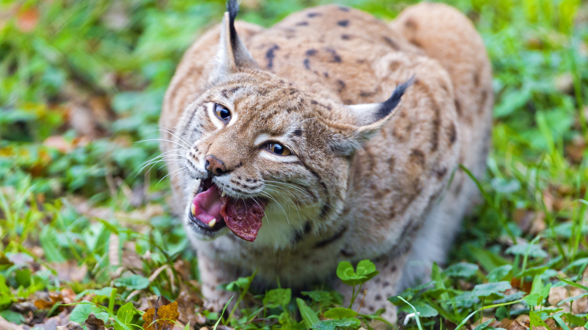 Gato Marrón y Negro Sobre la Hierba Verde Durante el Día. Wallpaper in 1920x1080 Resolution