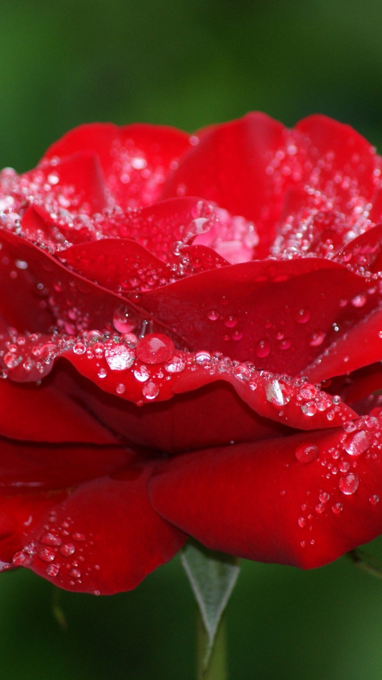 Rote Rose in Voller Blüte Mit Tautropfen. Wallpaper in 750x1334 Resolution