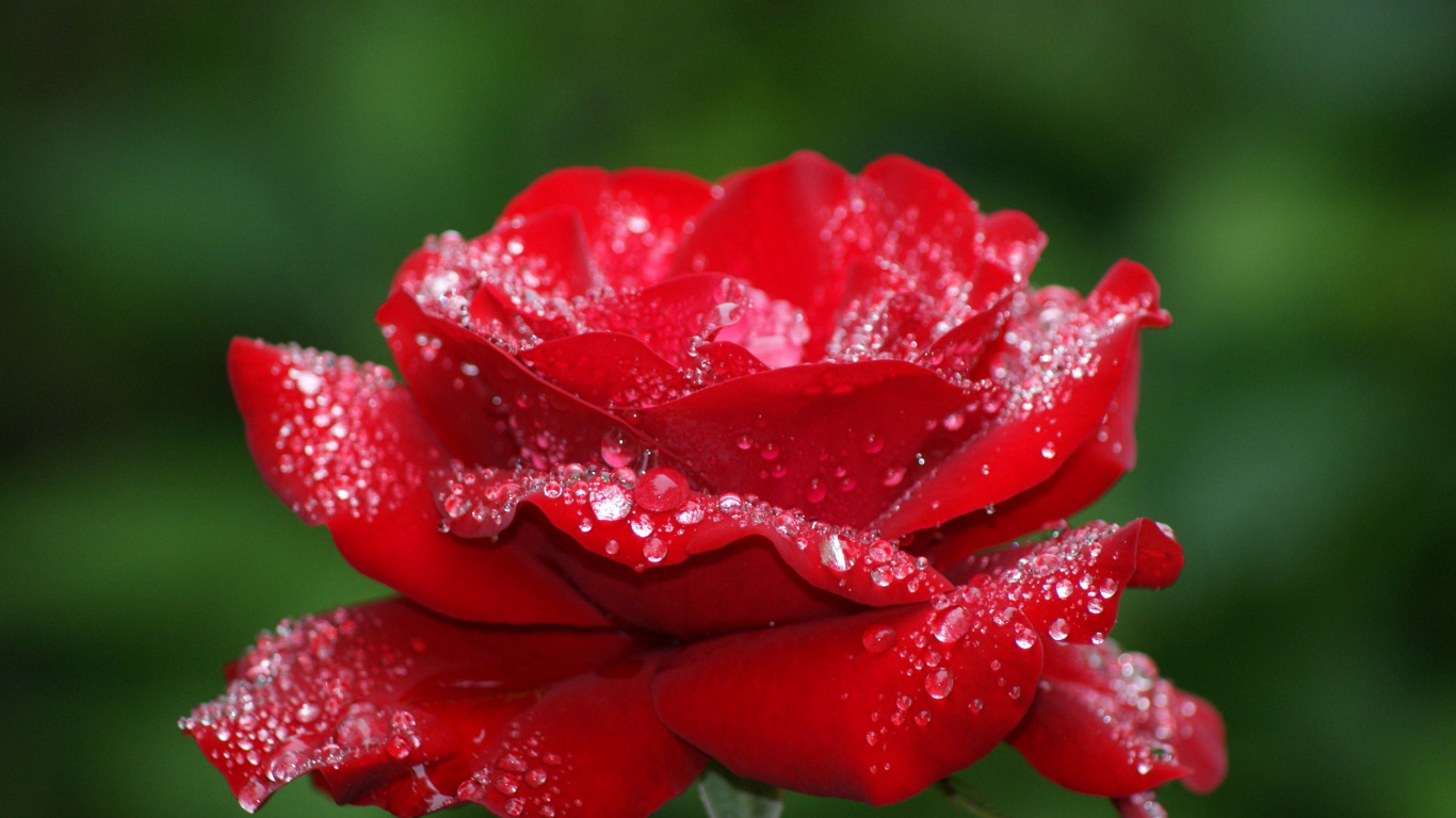 Red Rose in Bloom With Dew Drops. Wallpaper in 1366x768 Resolution