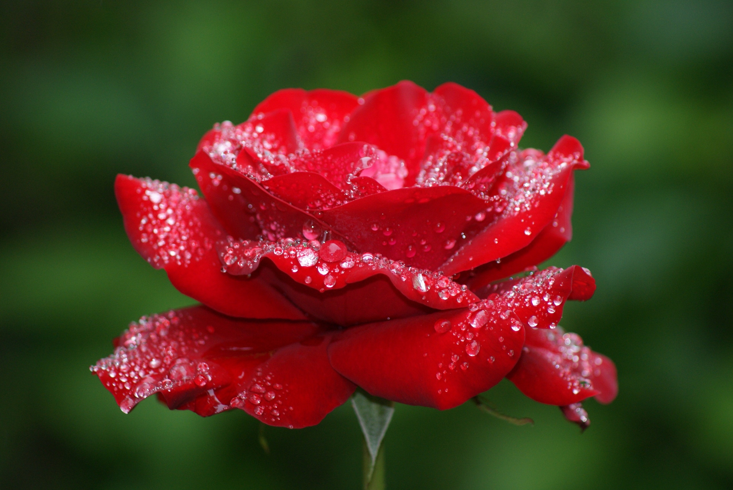 Gây ấn tượng mạnh với hình nền hoa hồng đỏ tươi rực rỡ. Với những bông hoa hồng đỏ đầy cuốn hút, bạn sẽ thấy mình được đưa vào một không gian đẹp tuyệt vời và kích thích mọi giác quan của mình.