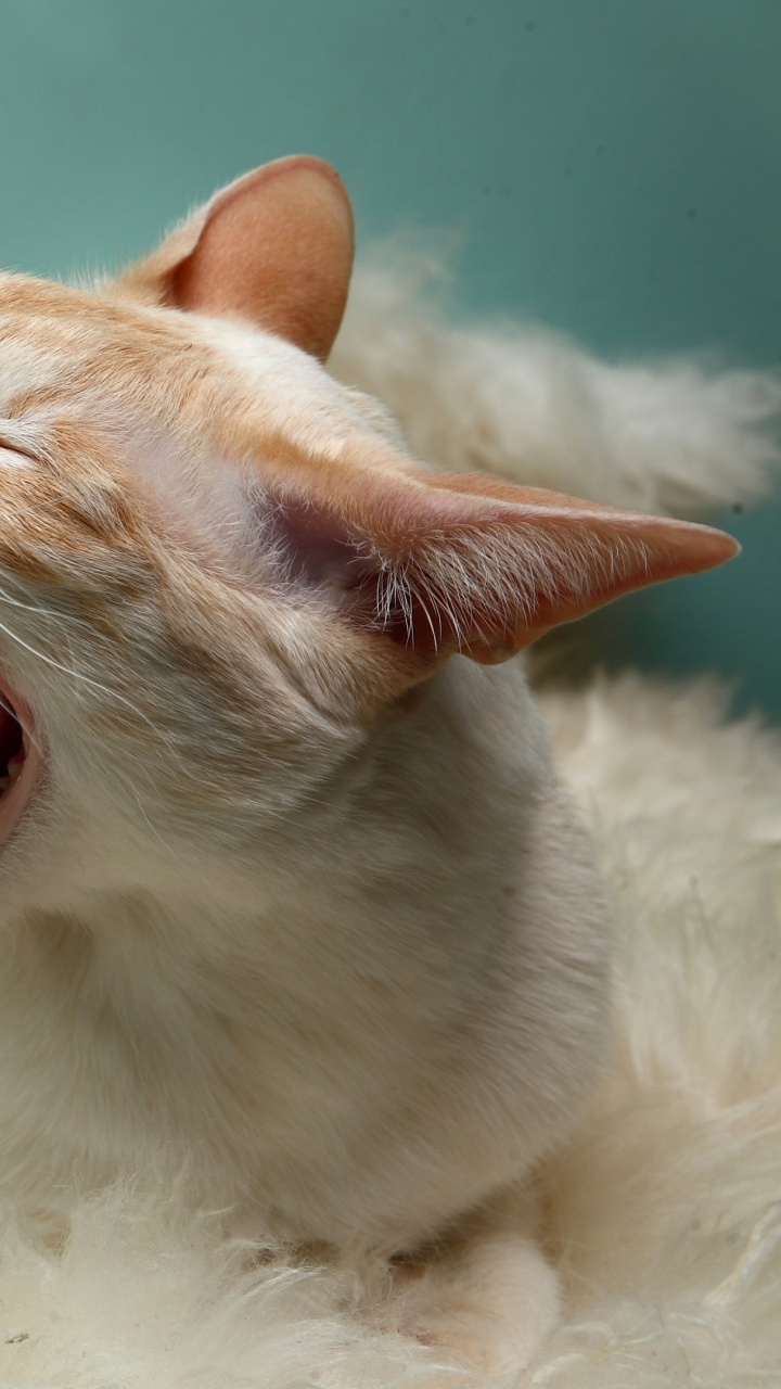 Chat Blanc et Marron Sur Textile Blanc. Wallpaper in 720x1280 Resolution