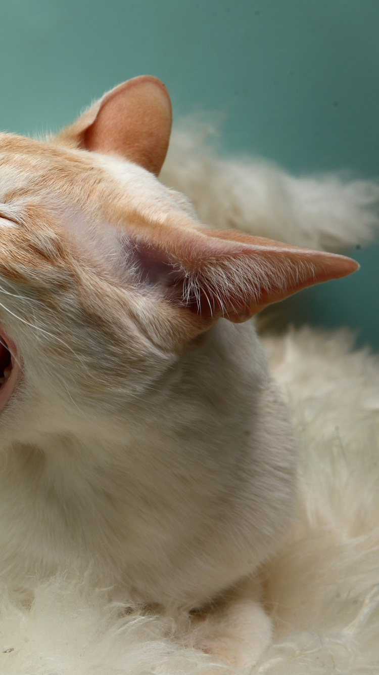 White and Brown Cat on White Textile. Wallpaper in 750x1334 Resolution