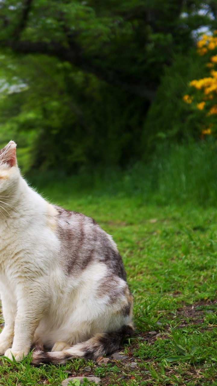 Chat Blanc et Brun Sur Sol Brun. Wallpaper in 720x1280 Resolution