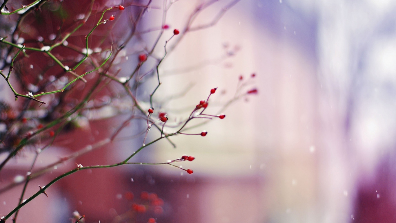 Red and Green Plant in Close up Photography. Wallpaper in 1366x768 Resolution