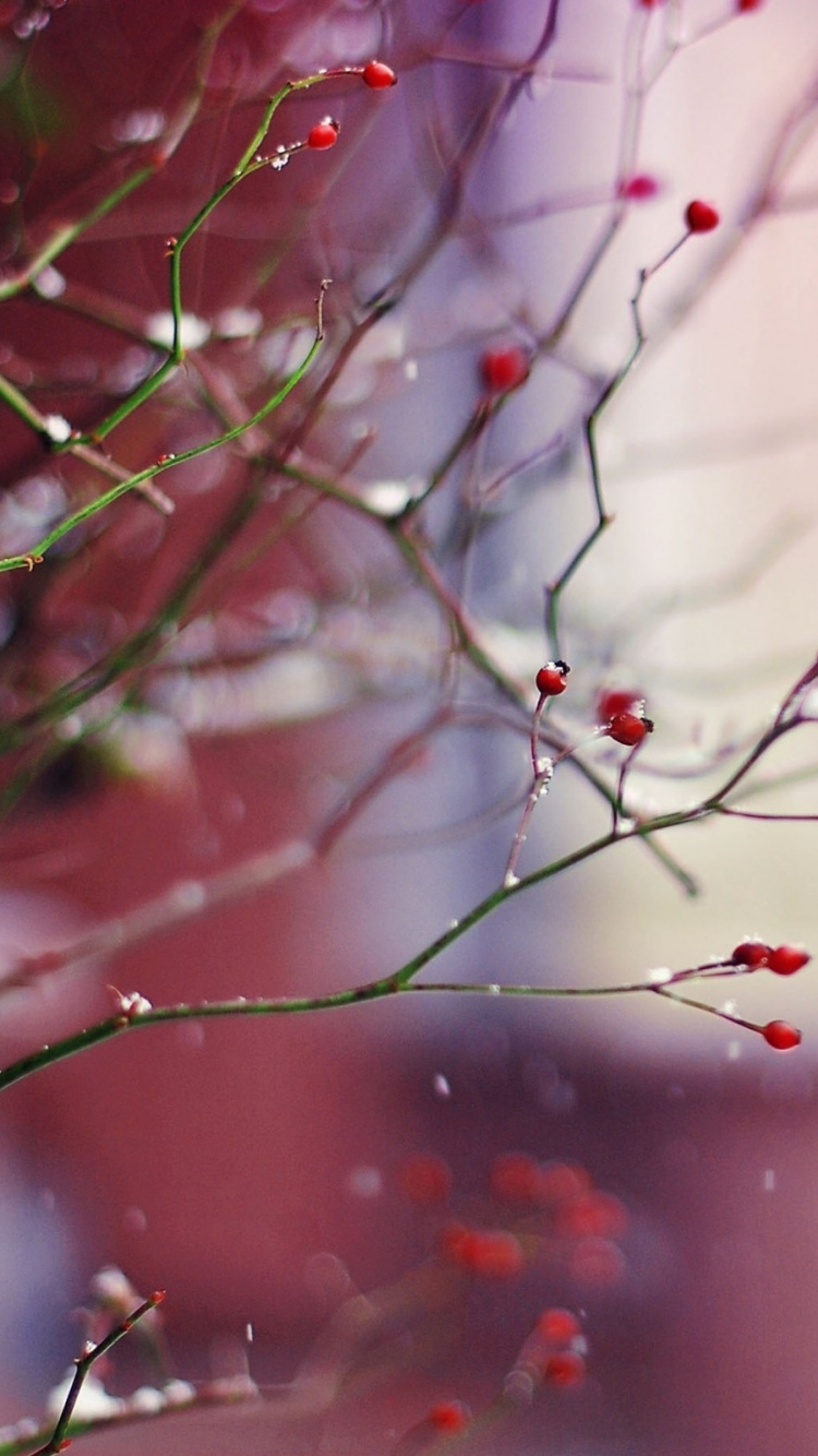 Red and Green Plant in Close up Photography. Wallpaper in 750x1334 Resolution