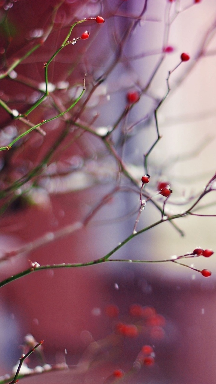 Rote Und Grüne Pflanze in Nahaufnahme. Wallpaper in 720x1280 Resolution