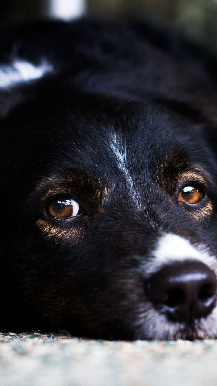 Black and White Border Collie Mix Lying on Ground. Wallpaper in 750x1334 Resolution