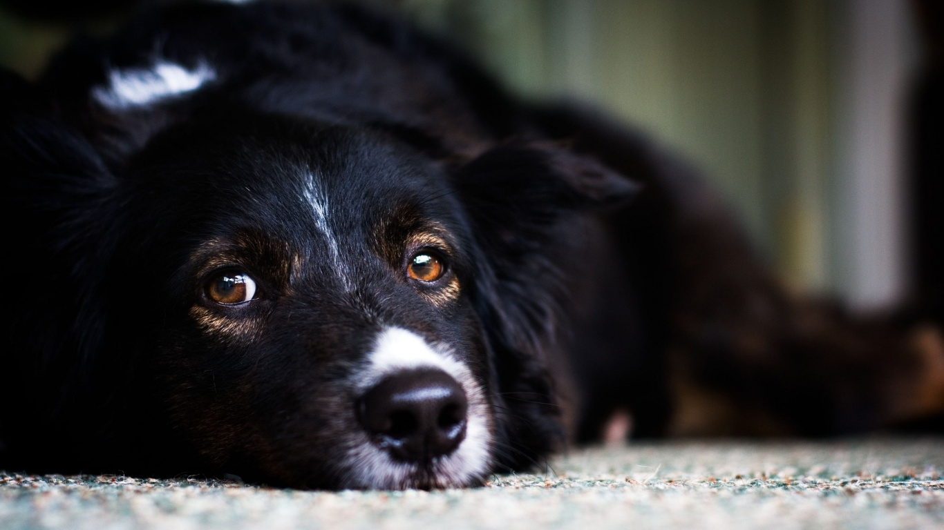 Mezcla de Border Collie Blanco y Negro Tirado en el Suelo. Wallpaper in 1366x768 Resolution