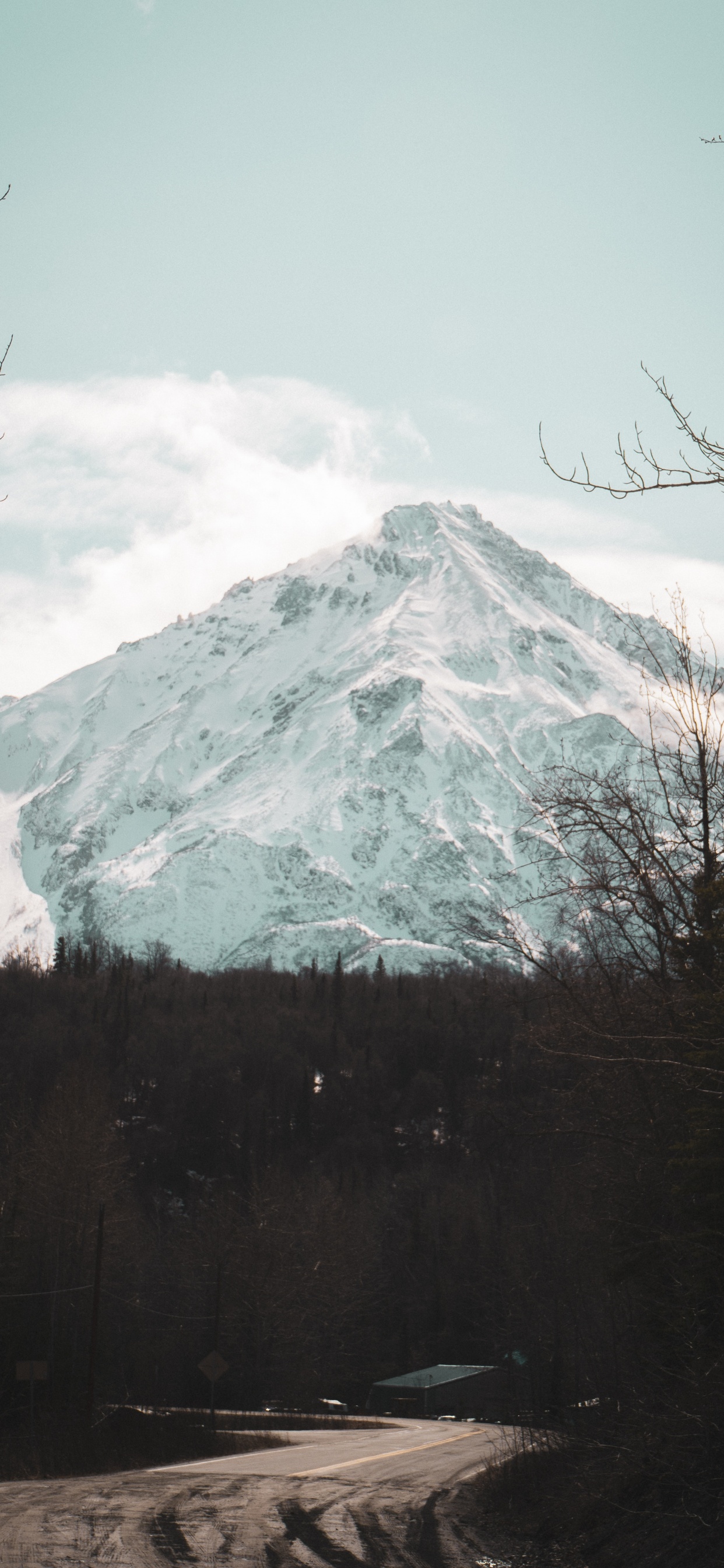 Baum, Hochland, Geologie, Mount Scenery, Bergigen Landschaftsformen. Wallpaper in 1242x2688 Resolution