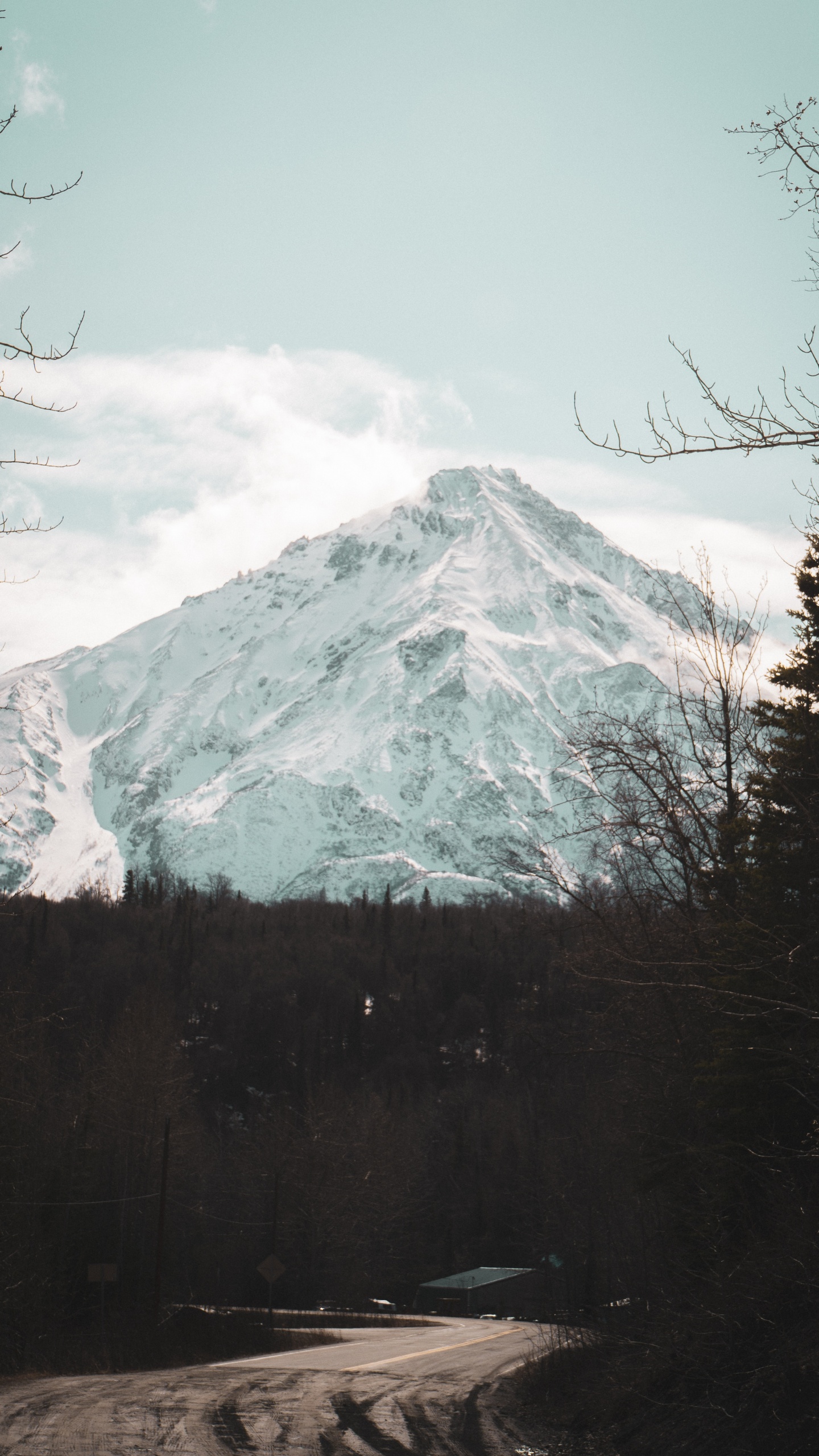 Tree, Highland, Geology, Mount Scenery, Mountainous Landforms. Wallpaper in 1440x2560 Resolution